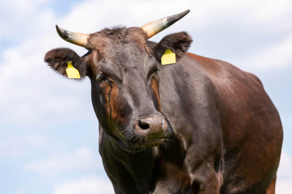 Boeuf de kobé prix le point sur la viande la plus chère du monde en 2023